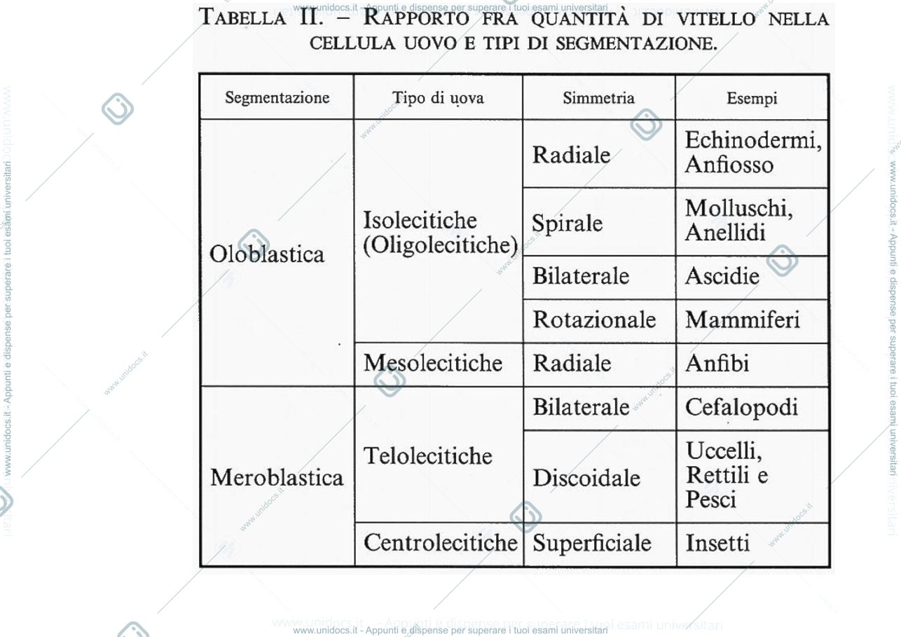 Anteprima pagina 4 — Zoologia 