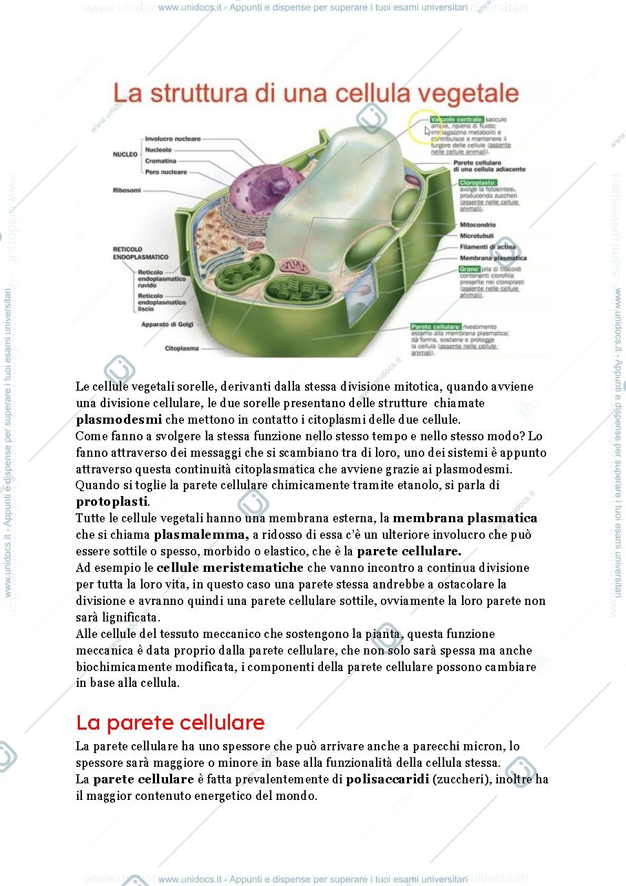 Anteprima pagina 2 — La cellula vegetale