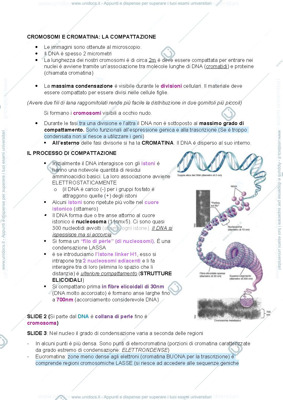 Anteprima pagina 1 — Materiale secondo esonero biologia