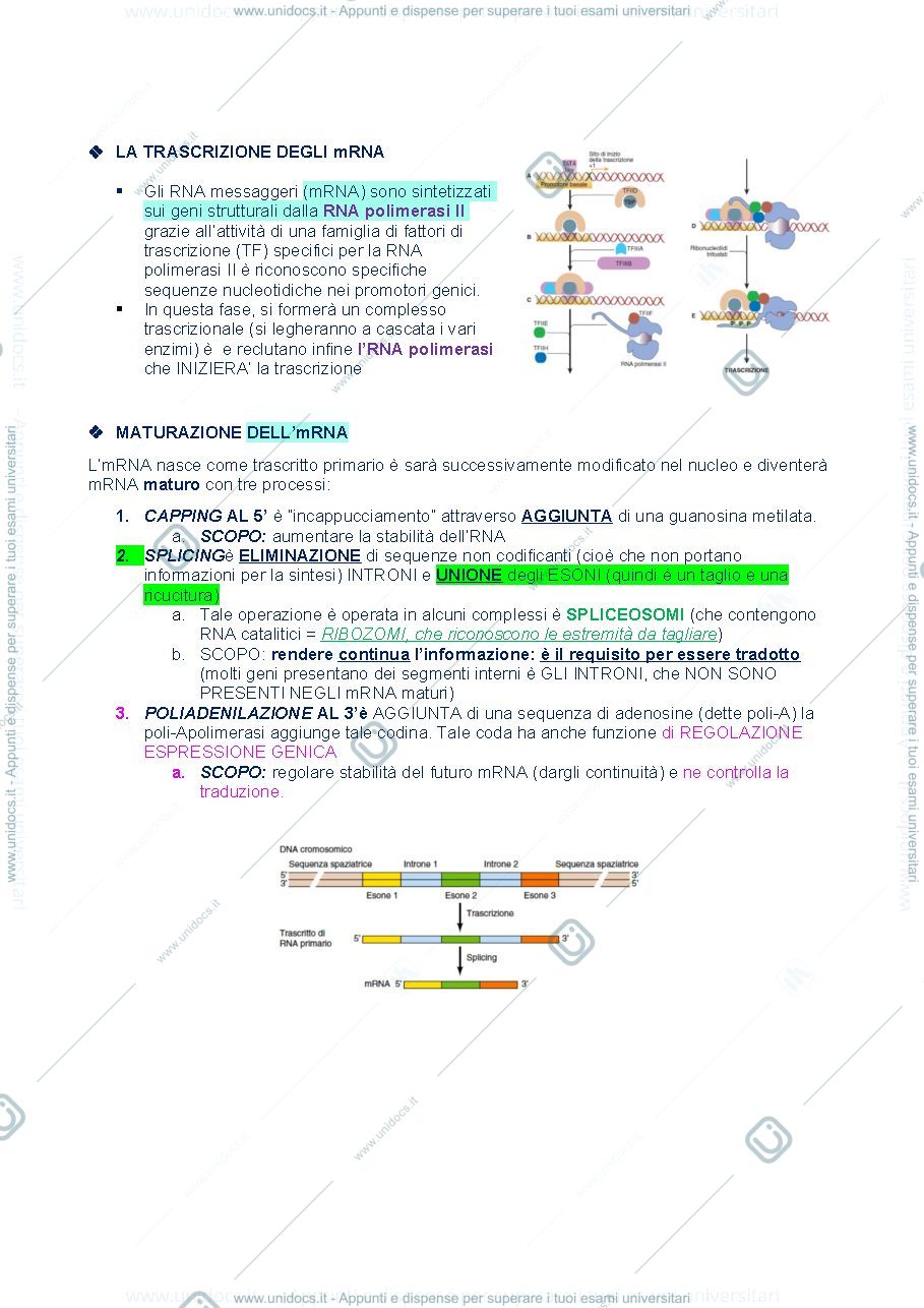 Anteprima pagina 3 — Materiale secondo esonero biologia