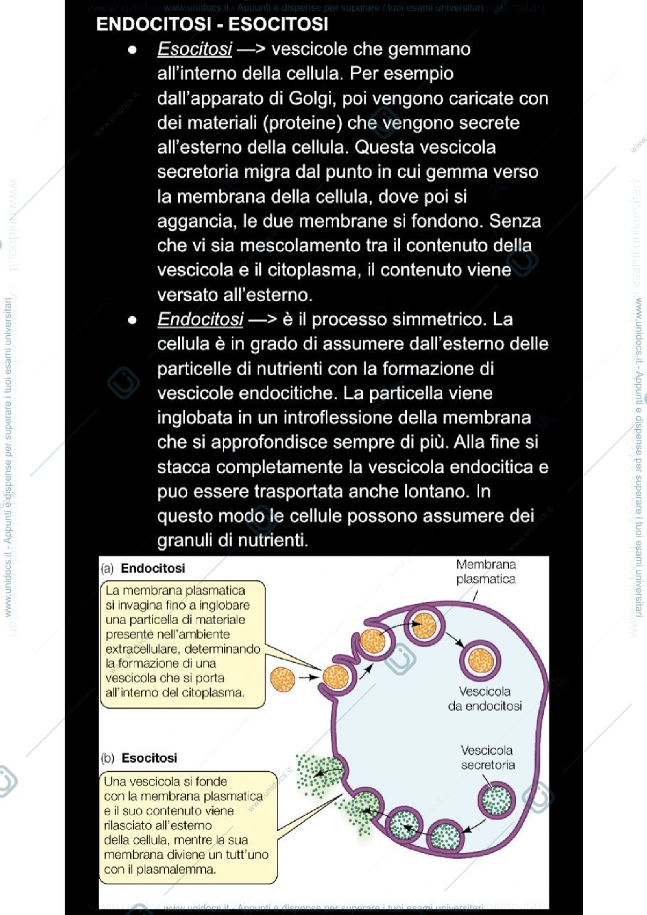 Anteprima pagina 1 — Endocitosi-esocitosi