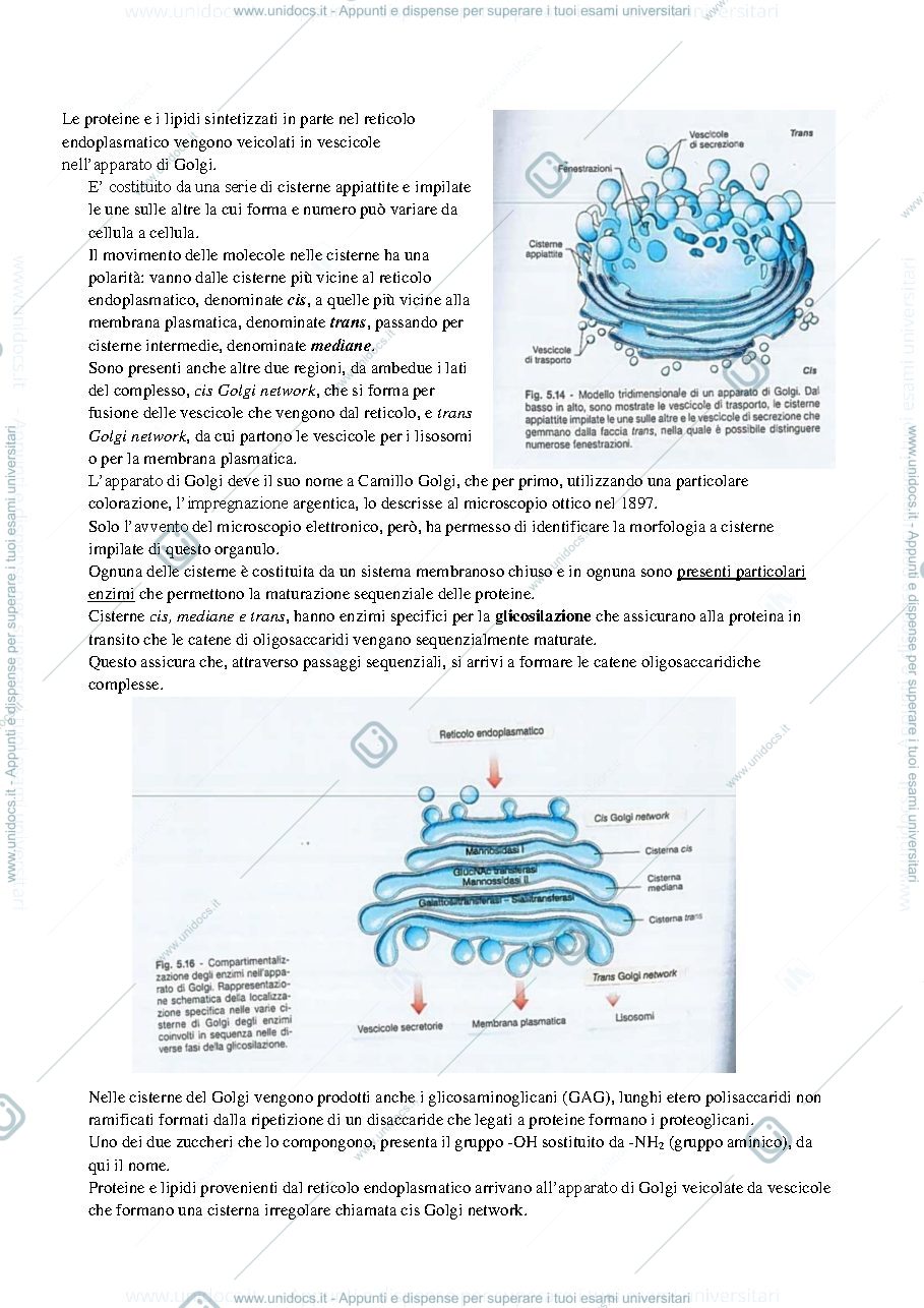 Anteprima pagina 2 — biologia - apparato di golgi