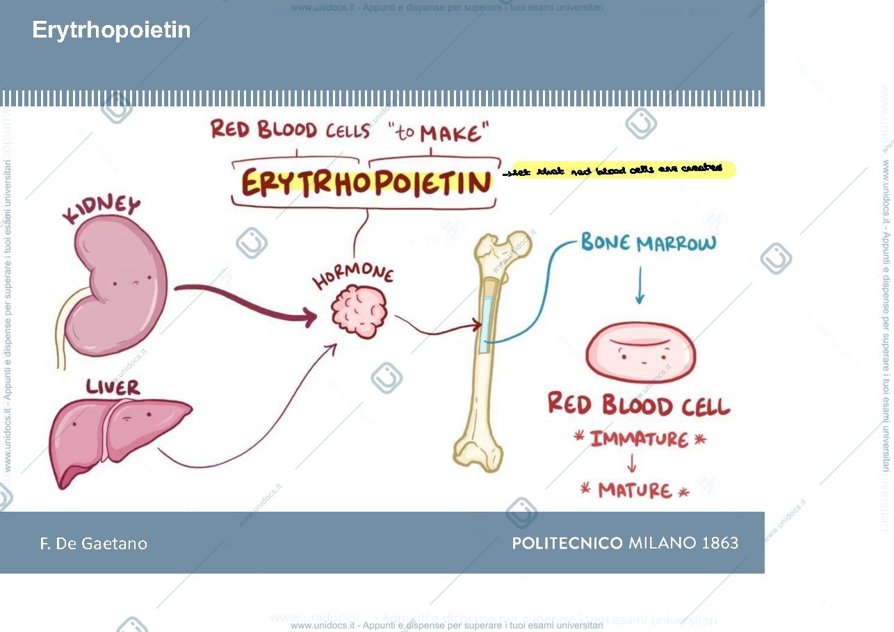 Anteprima pagina 2 — Appunti biomachines