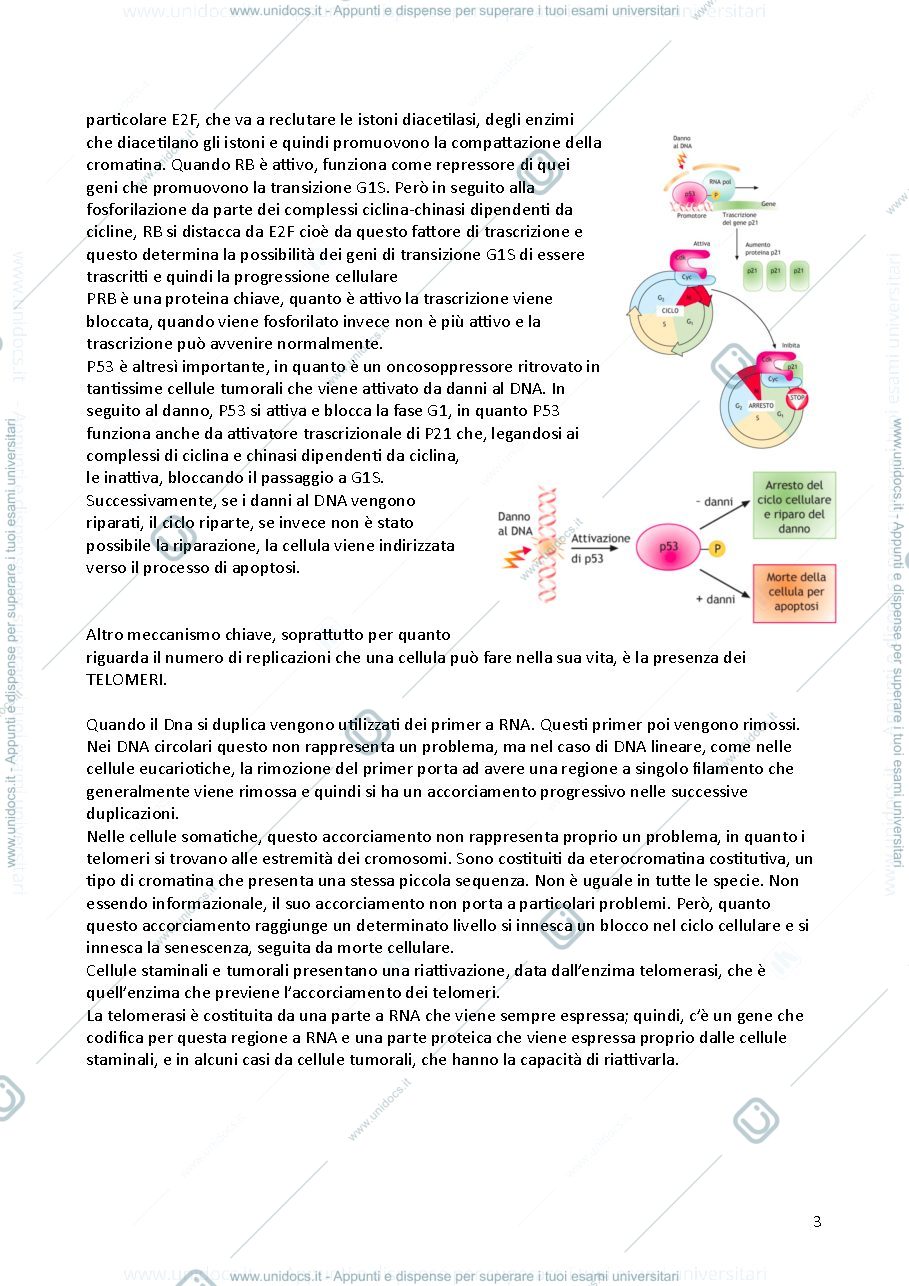 Anteprima pagina 3 — Biotecnologie Applicate a Cellule Eucaristiche con Laboratorio