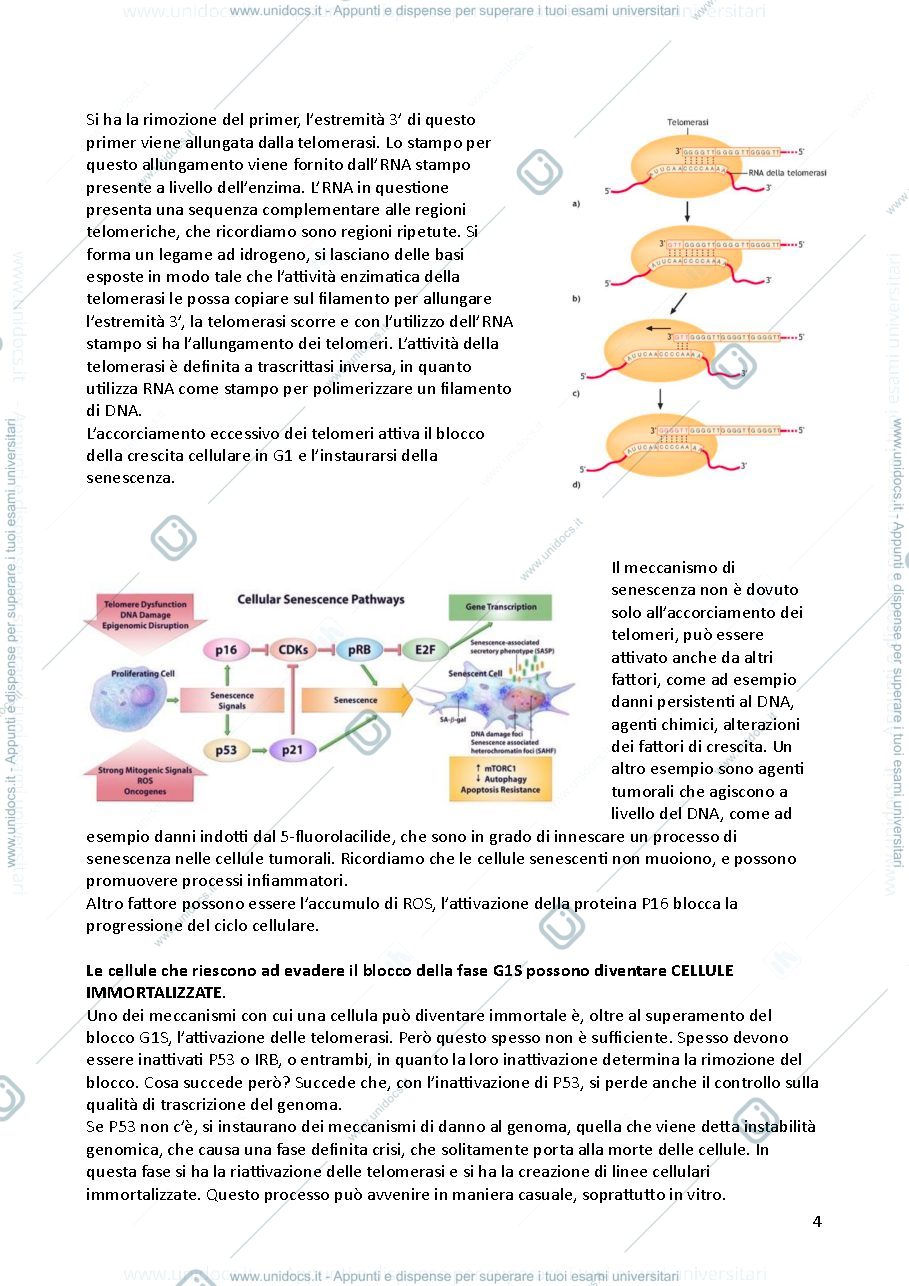 Anteprima pagina 4 — Biotecnologie Applicate a Cellule Eucaristiche con Laboratorio