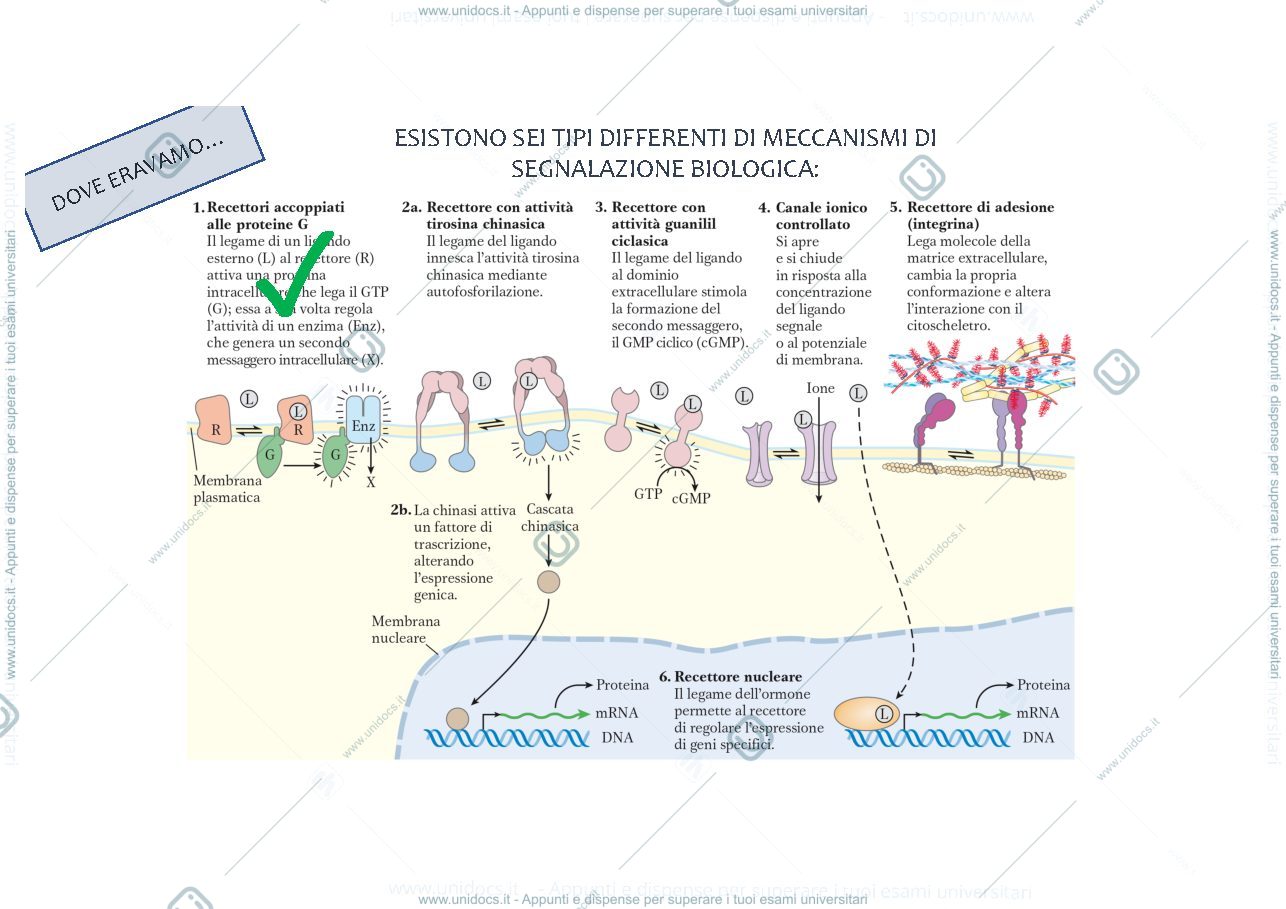 Anteprima pagina 2 — traduzione del segnale 2