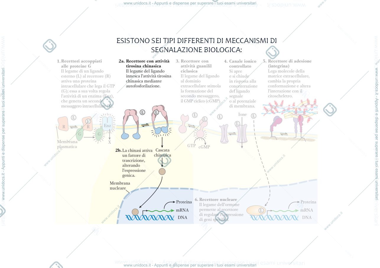 Anteprima pagina 3 — traduzione del segnale 2