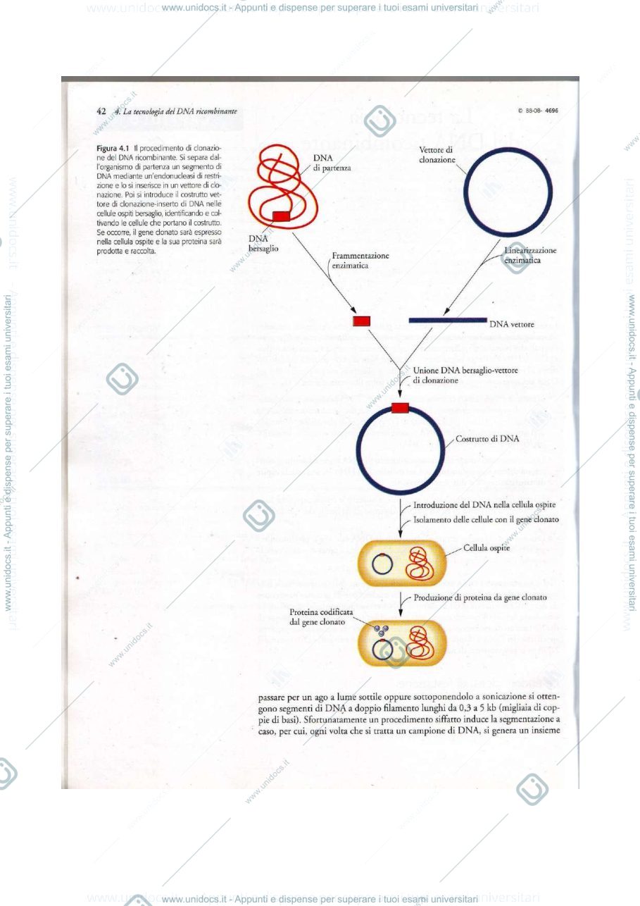 Anteprima pagina 2 — biotecnolgoie molecolari 
