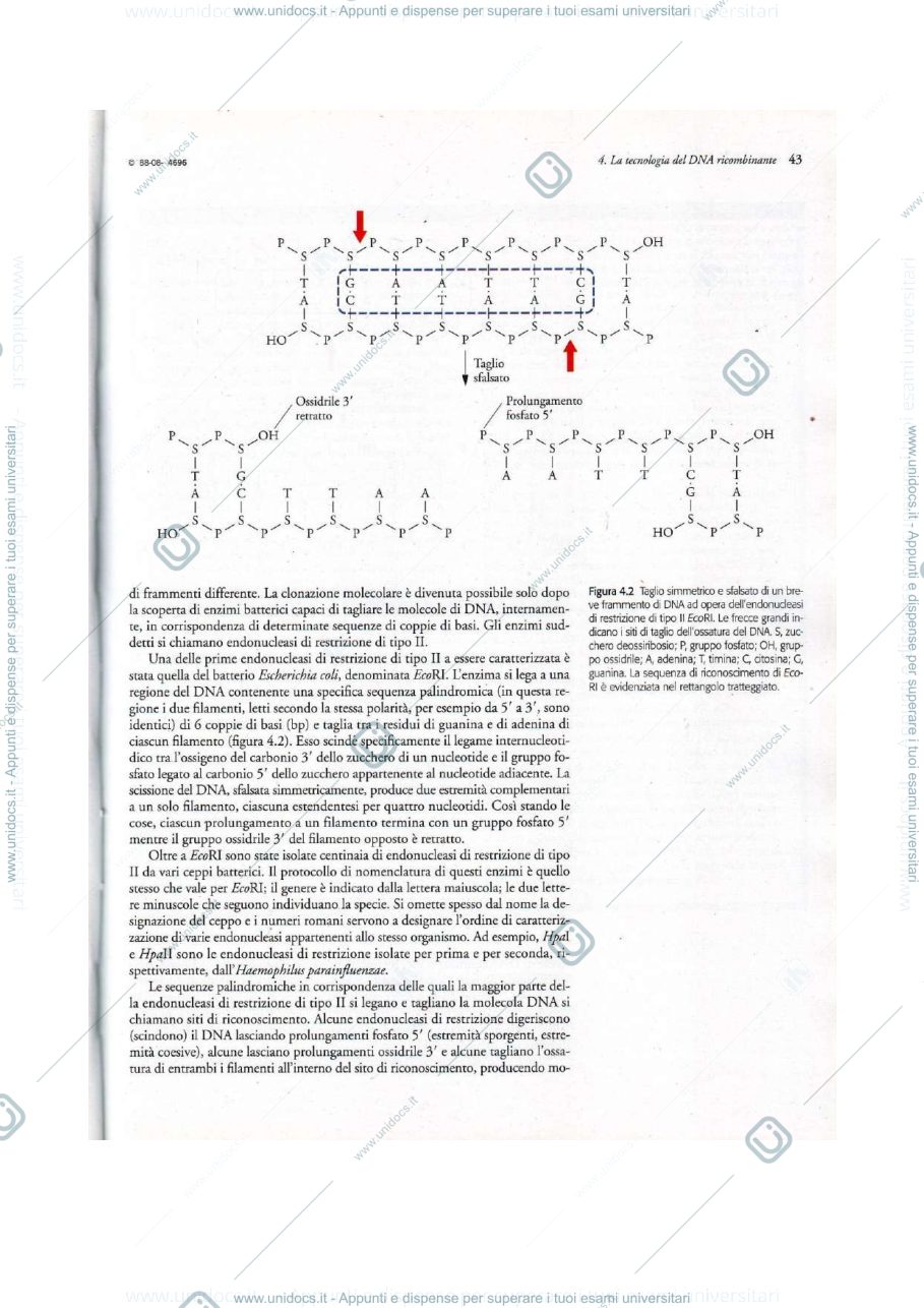 Anteprima pagina 3 — biotecnolgoie molecolari 