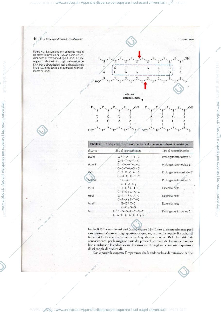 Anteprima pagina 4 — biotecnolgoie molecolari 