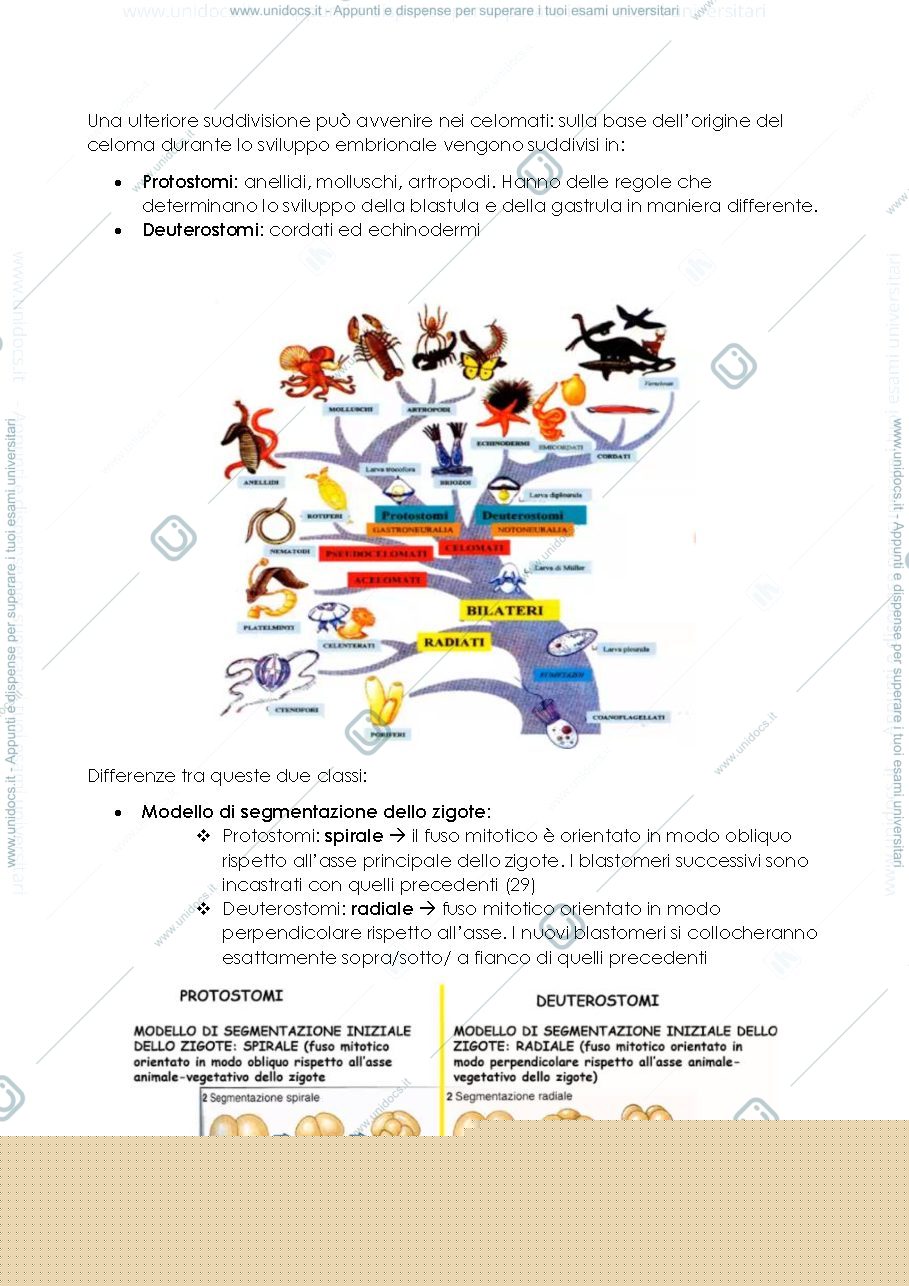 Anteprima pagina 2 — Lezione 2 - biotecnologie di base