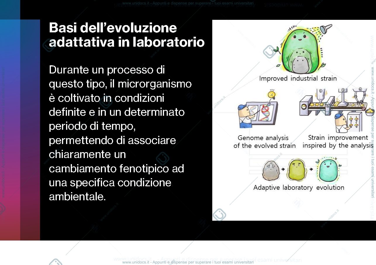 Anteprima pagina 3 — Evoluzione adattativa