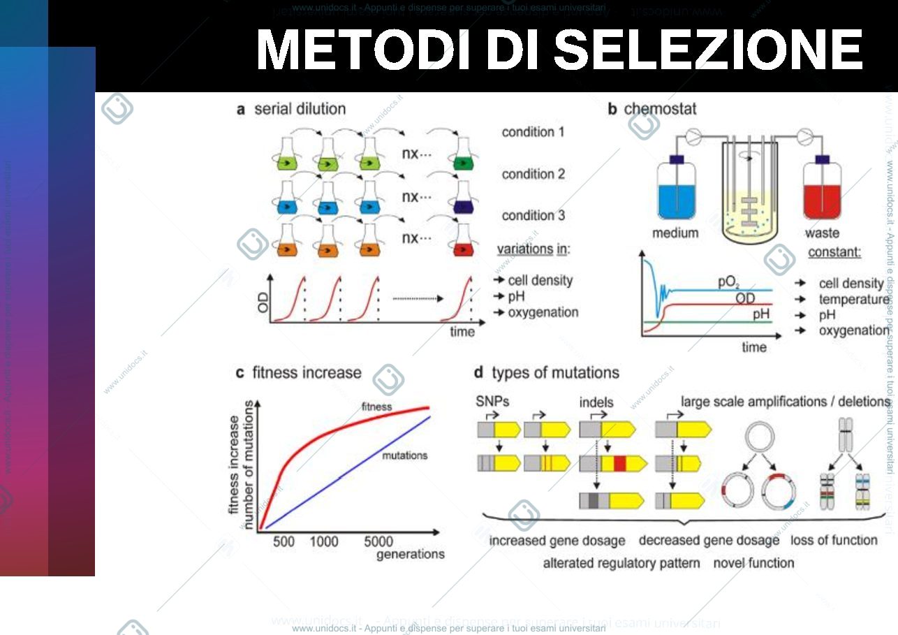 Anteprima pagina 4 — Evoluzione adattativa