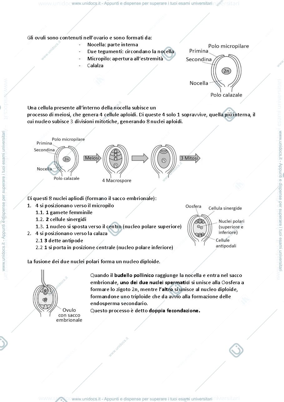 Anteprima pagina 3 — APPUNTI BOTANICA 