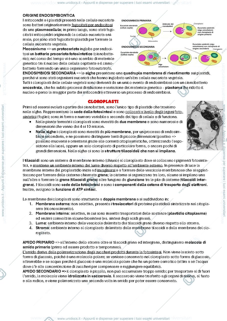 Anteprima pagina 2 — Botanica