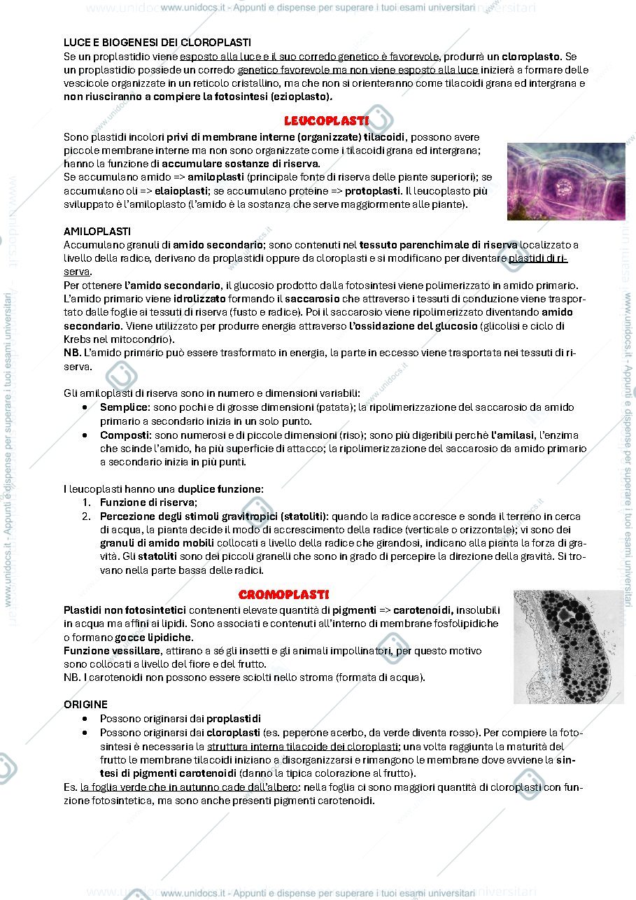 Anteprima pagina 3 — Botanica