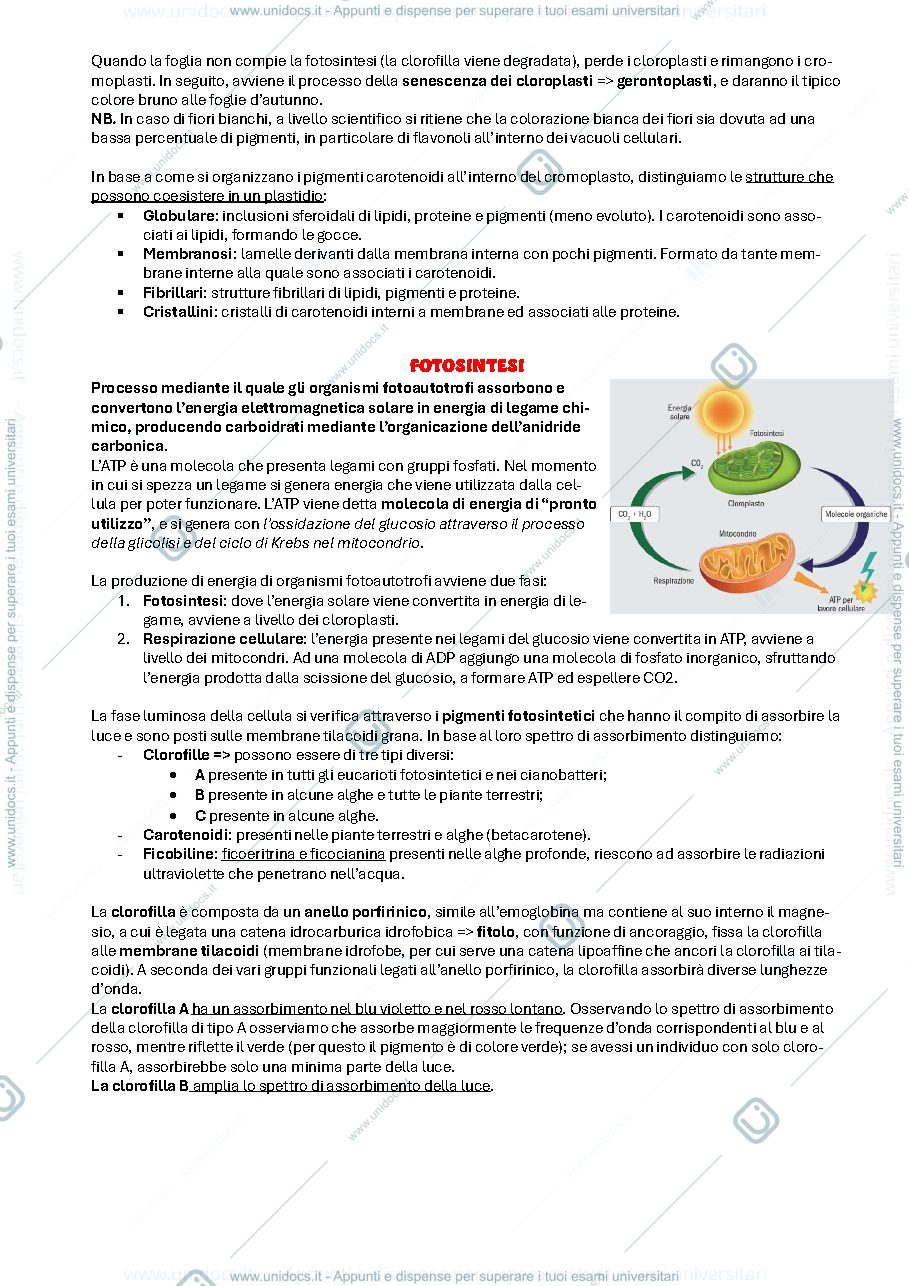 Anteprima pagina 4 — Botanica