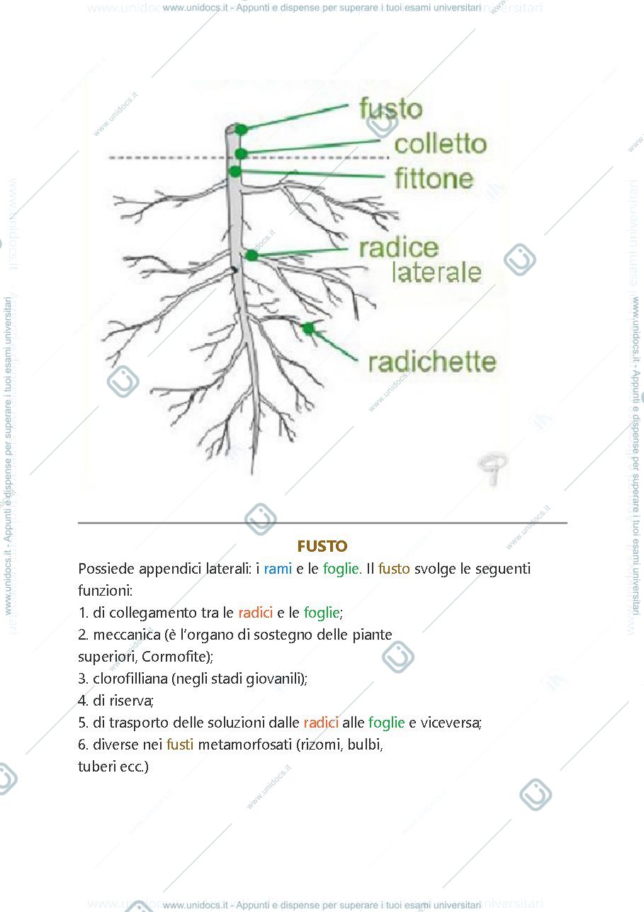 Anteprima pagina 2 — Botanica introduzione