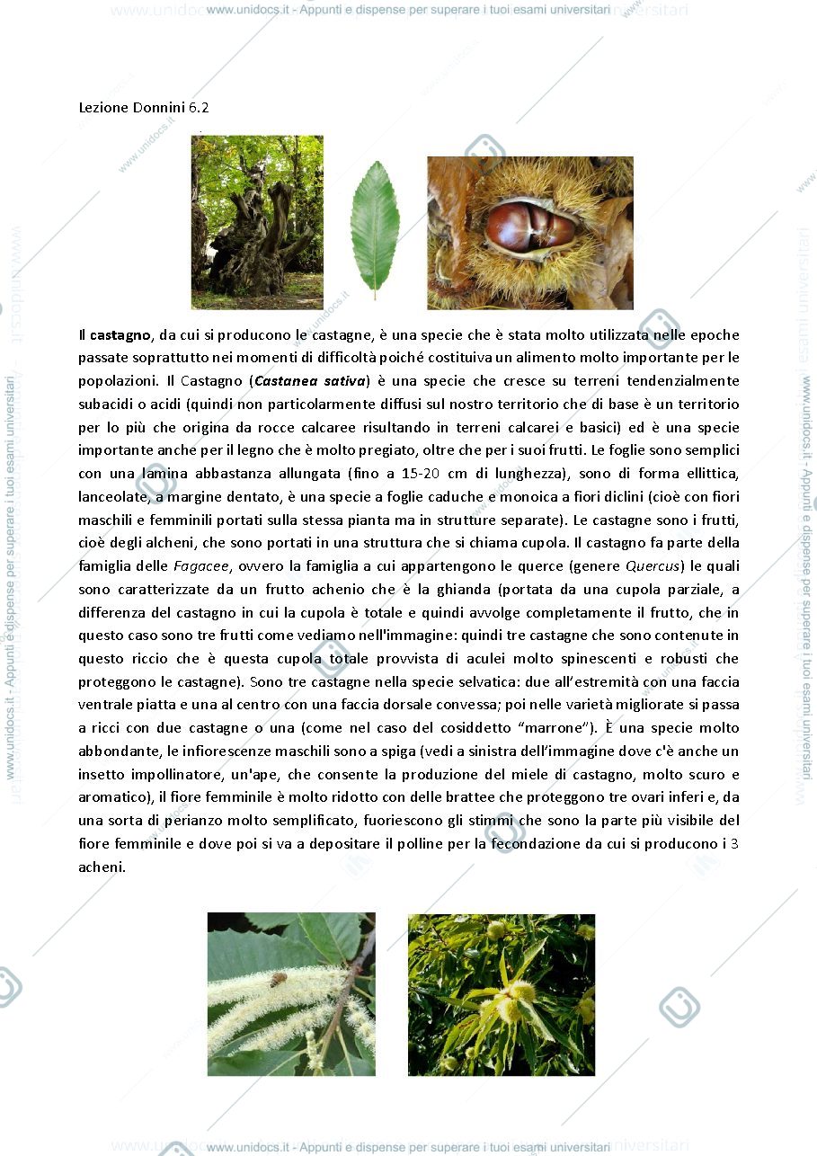 Anteprima pagina 1 — botanica sistematica 6.2