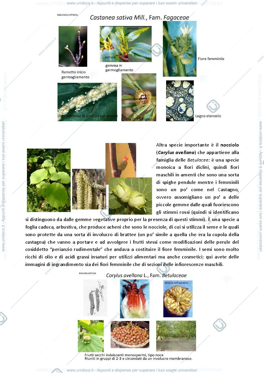 Anteprima pagina 2 — botanica sistematica 6.2