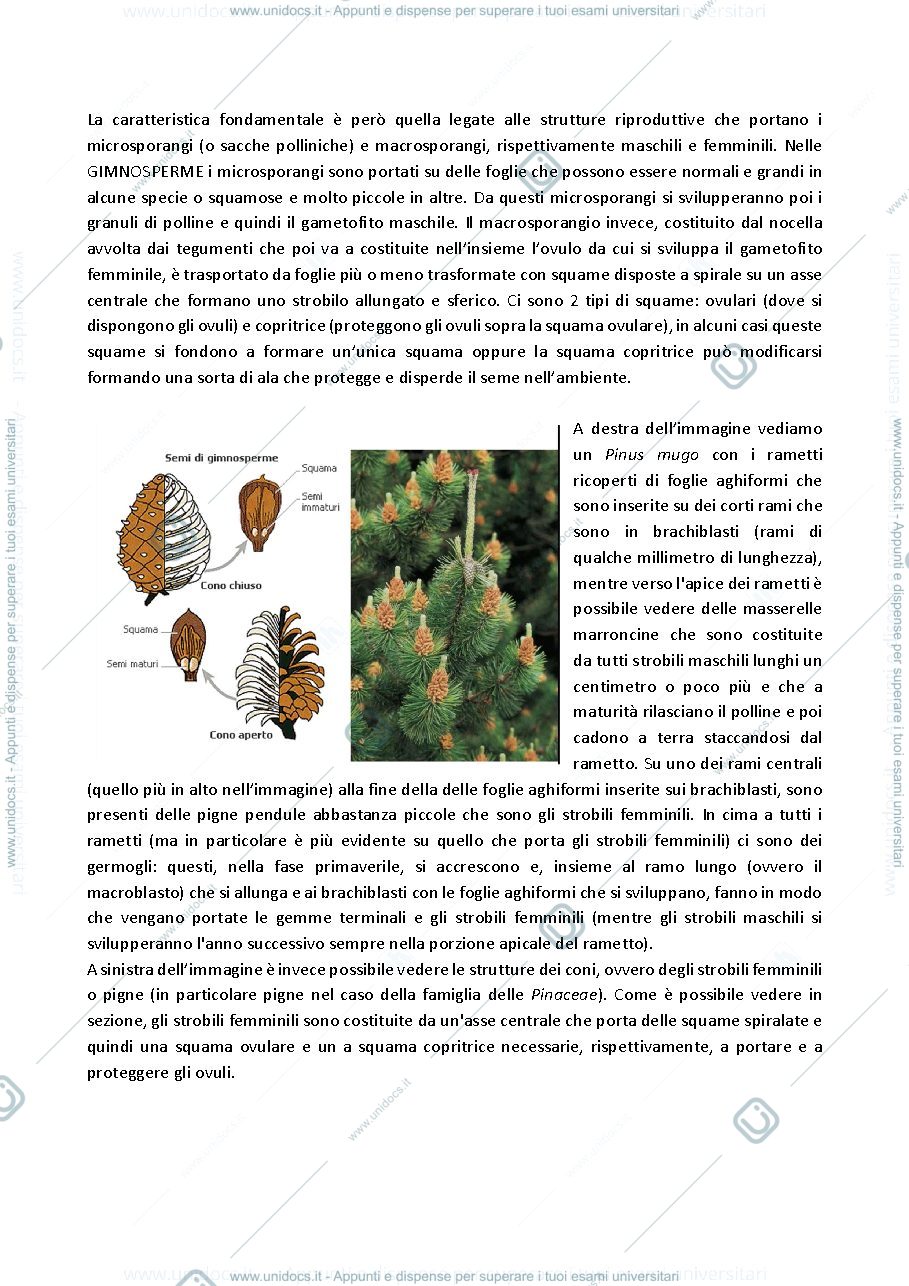 Anteprima pagina 3 — Botanica Sistematica - Donnini