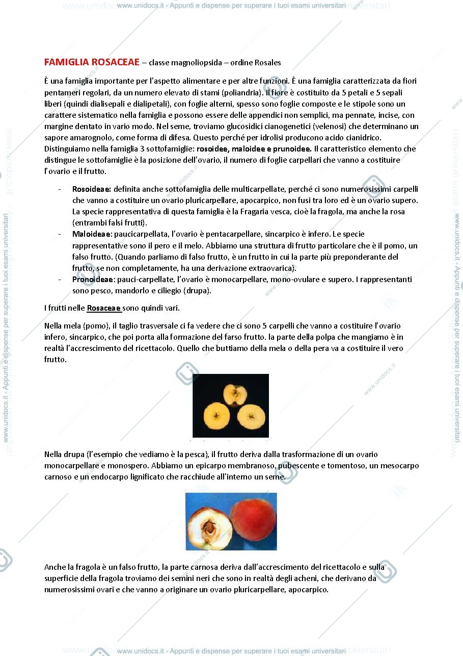 Anteprima pagina 1 — botanica sistematica 7