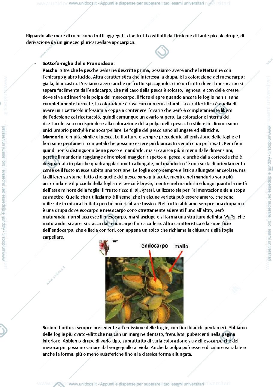 Anteprima pagina 2 — botanica sistematica 7