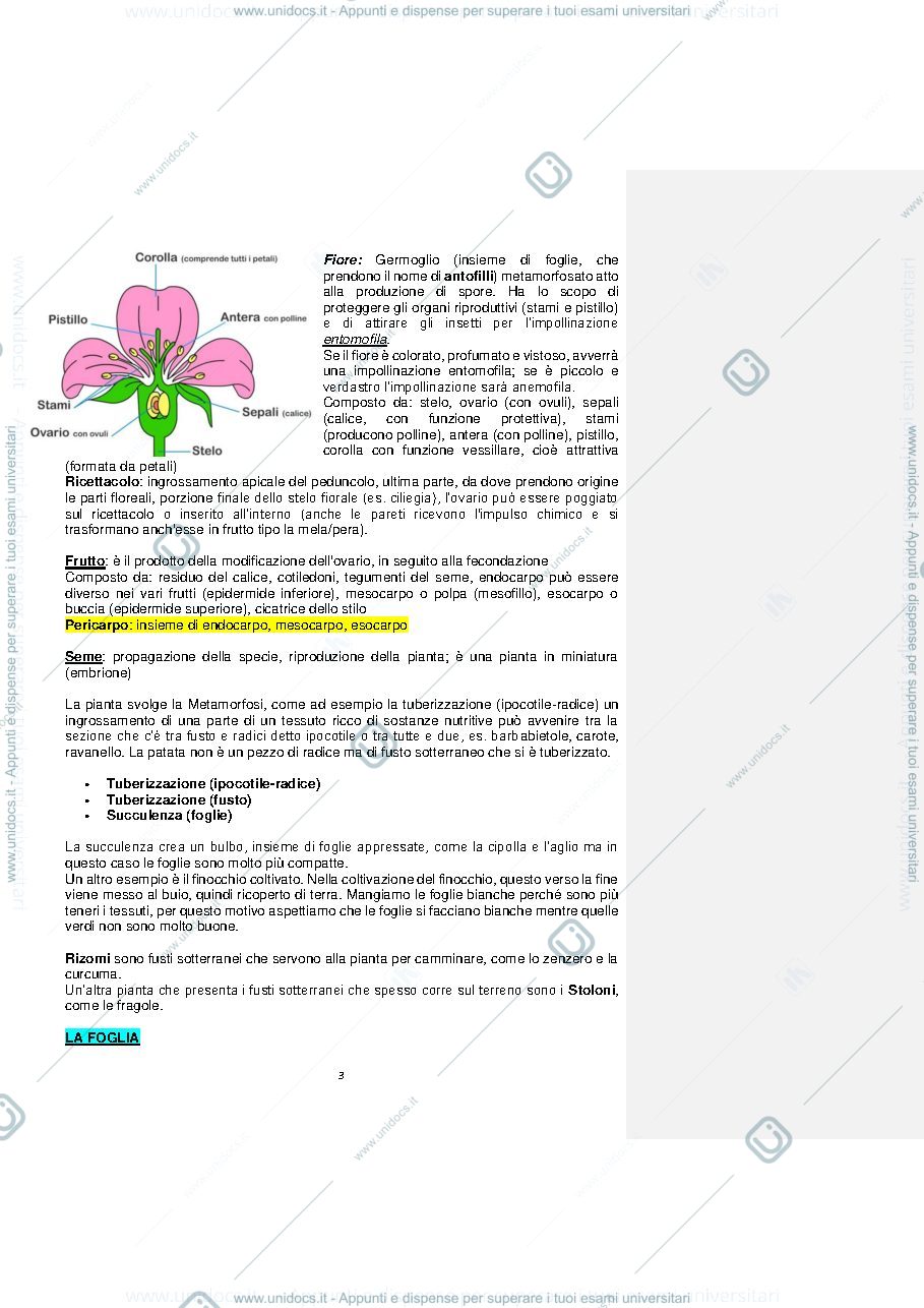 Anteprima pagina 3 — Botanica delle Piante Alimentari