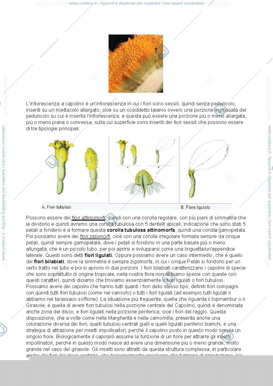 Anteprima pagina 2 — botanica sistematica 4.1