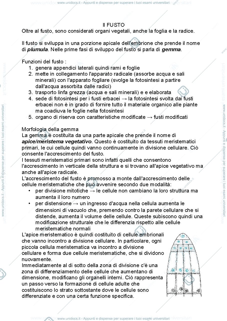 Anteprima pagina 1 — Il fusto