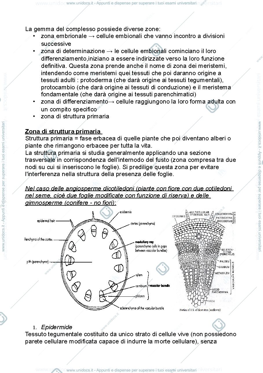 Anteprima pagina 3 — Il fusto