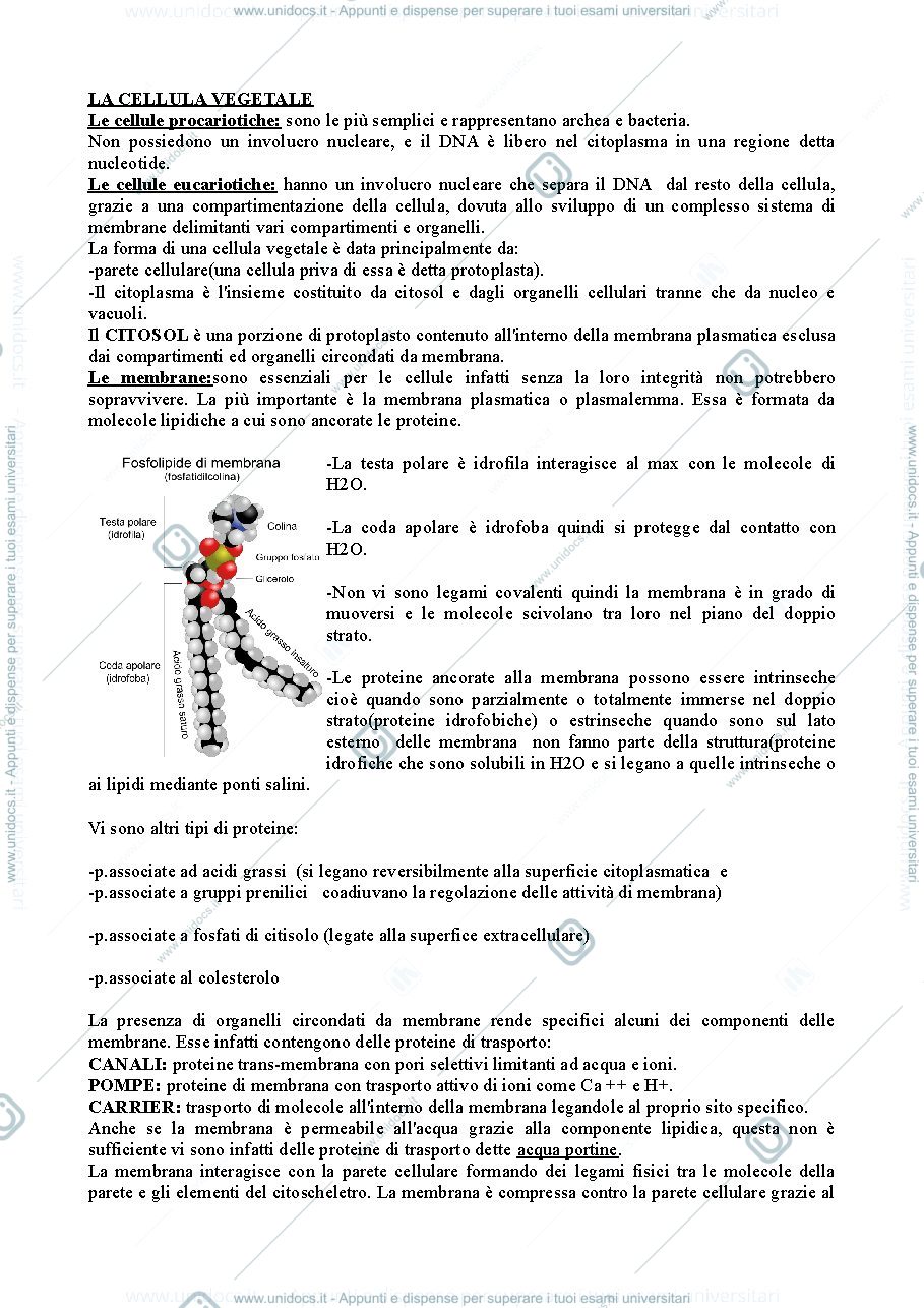 Anteprima pagina 1 — appunti botanica