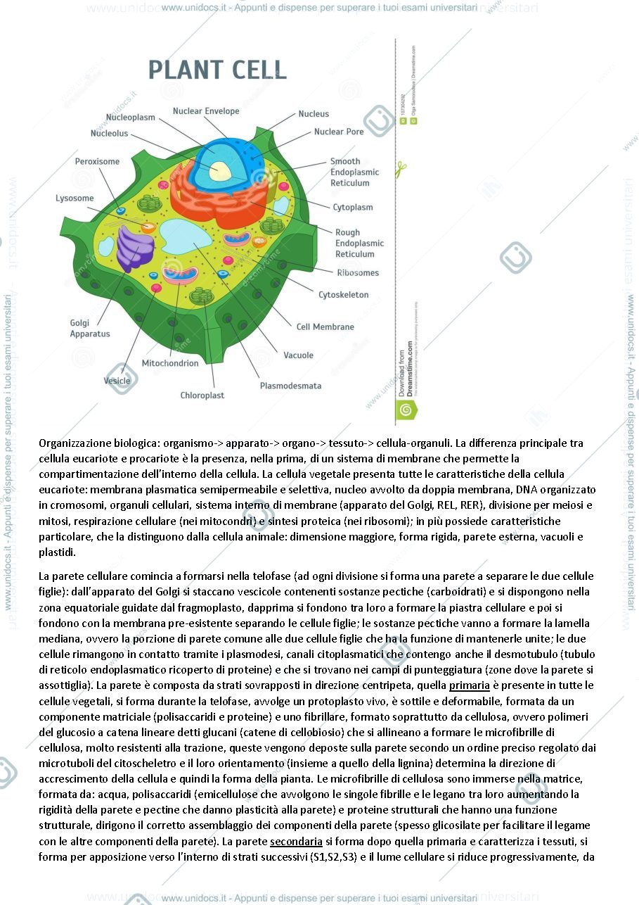 Anteprima pagina 3 — Appunti Botanica Generale