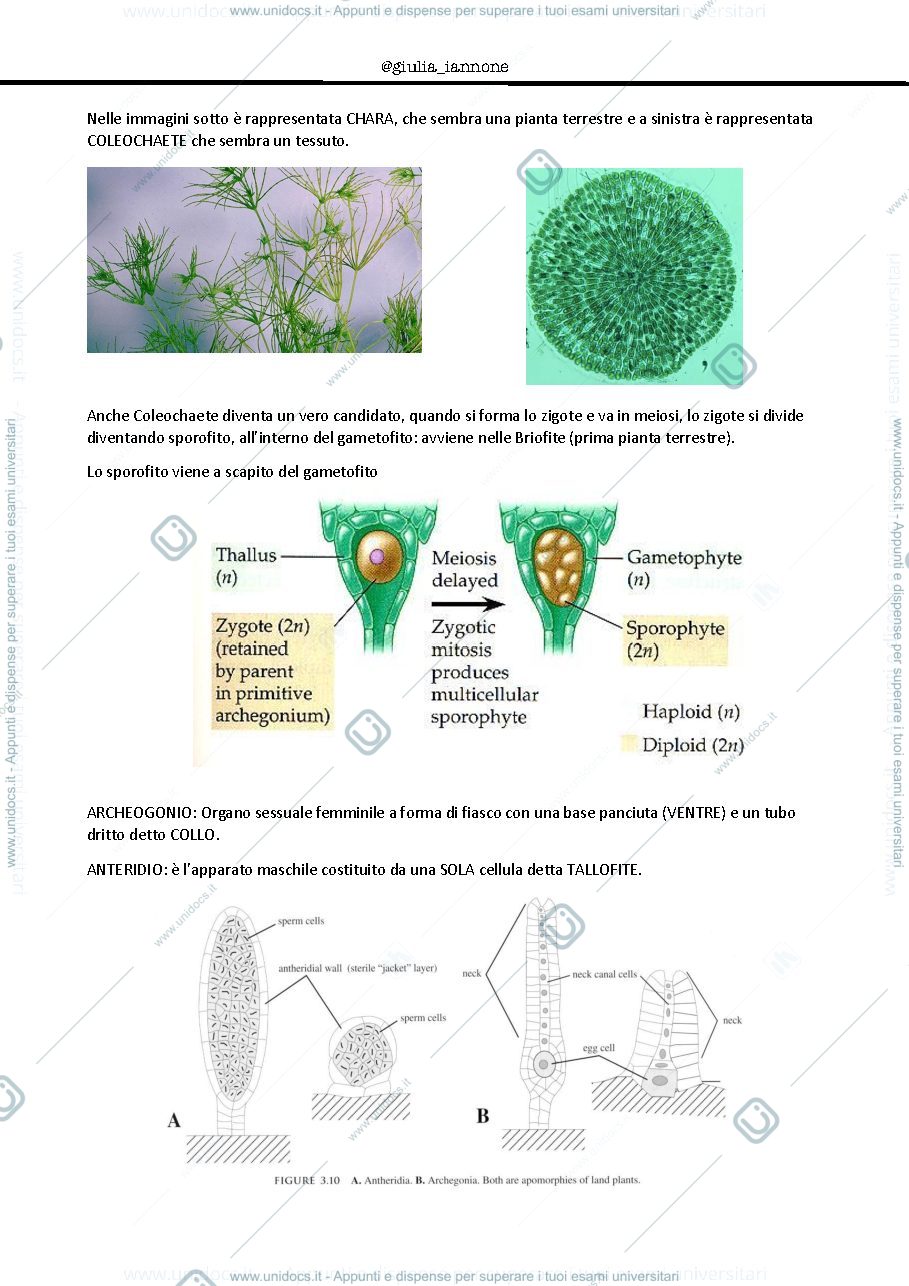 Anteprima pagina 4 — Appunti Botanica II-Prof. Baldini