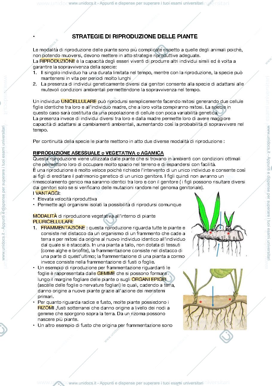 Anteprima pagina 2 — APPUNTI BOTANICA SISTEMATICA