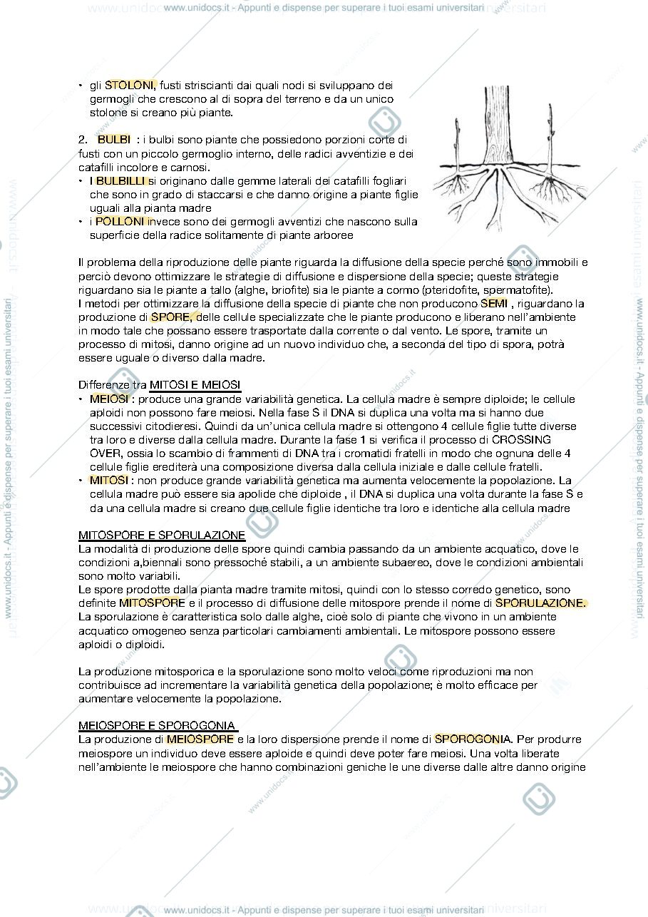 Anteprima pagina 3 — APPUNTI BOTANICA SISTEMATICA