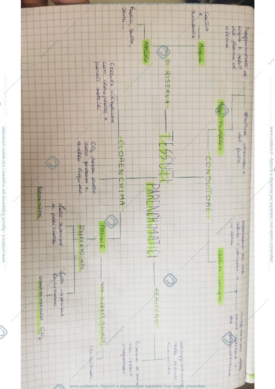 Anteprima pagina 2 — Mappe concettuali sui tessuti vegetali