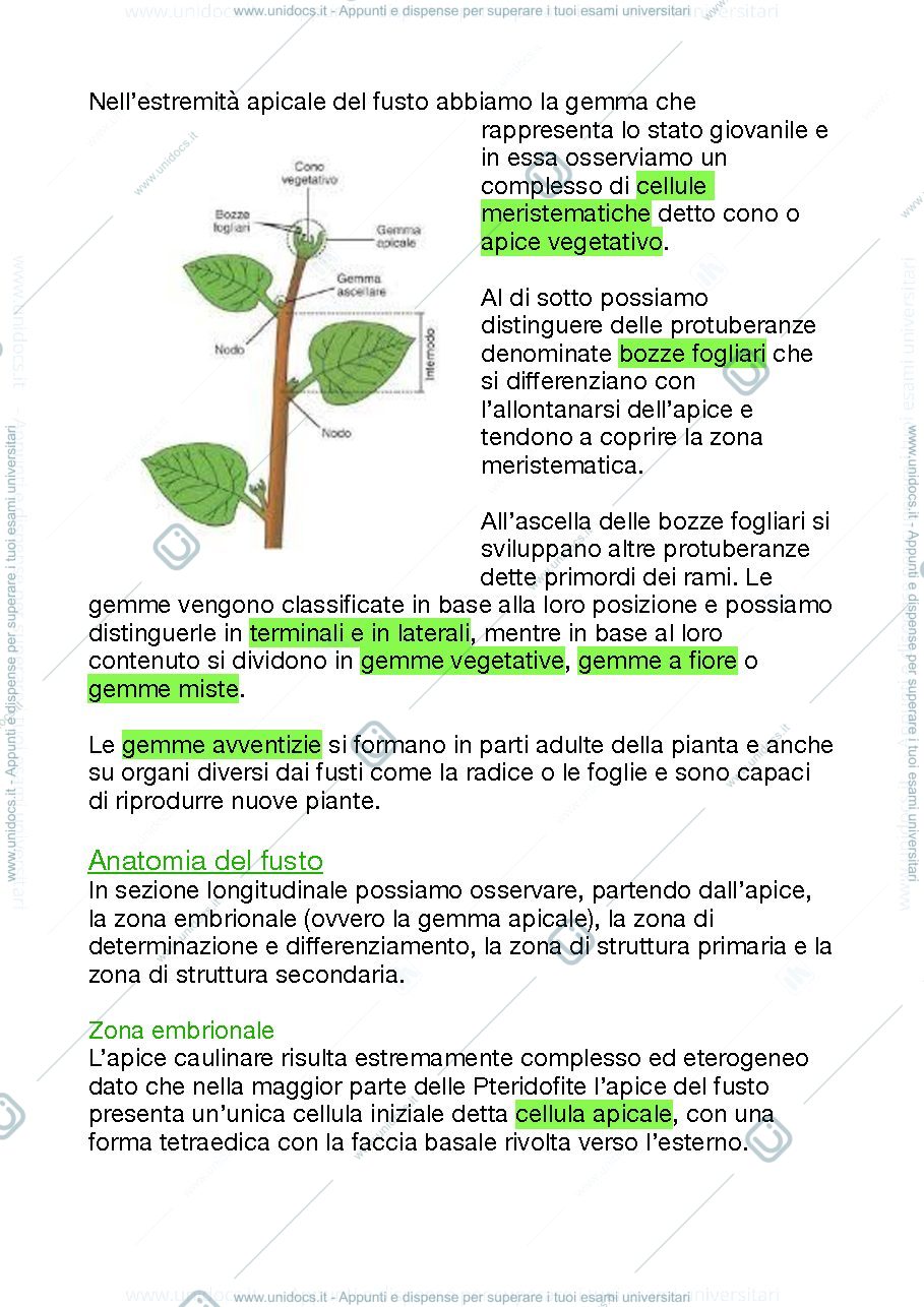 Anteprima pagina 2 — Riassunti sul fusto