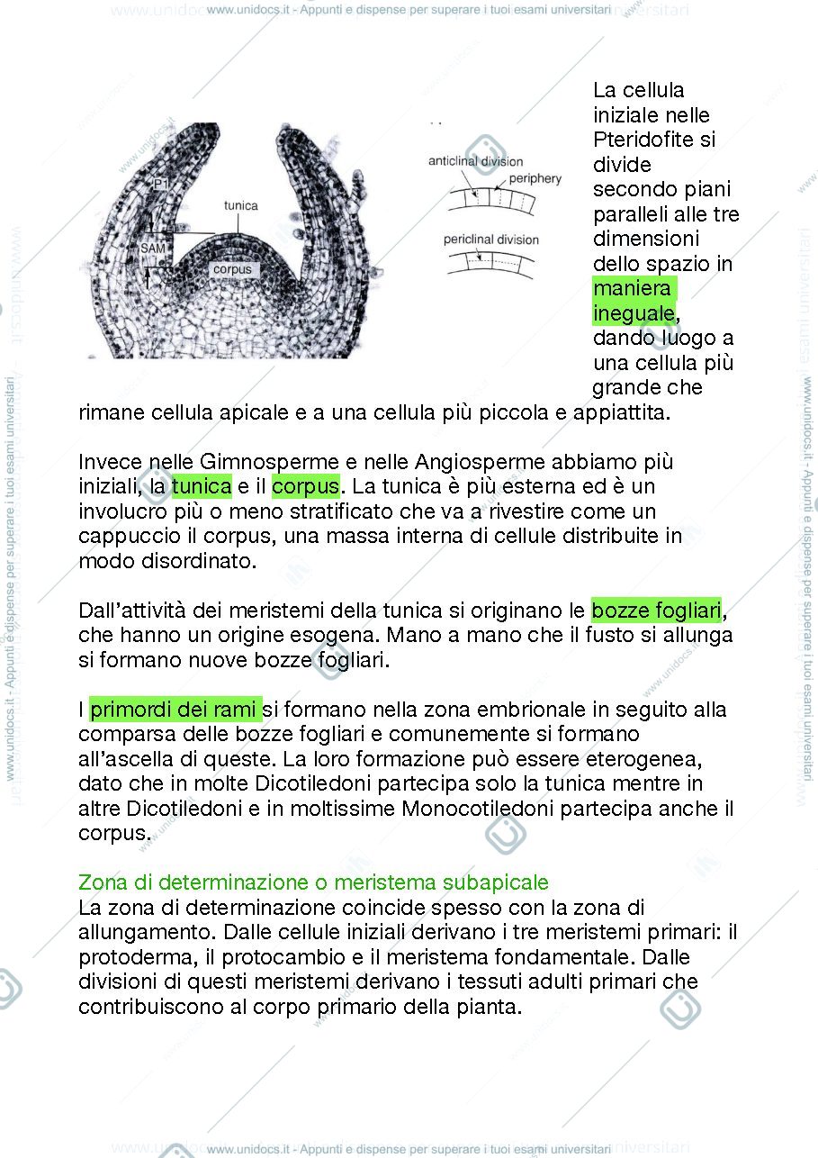Anteprima pagina 3 — Riassunti sul fusto