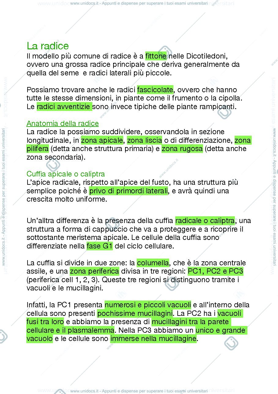 Anteprima pagina 1 — La radice