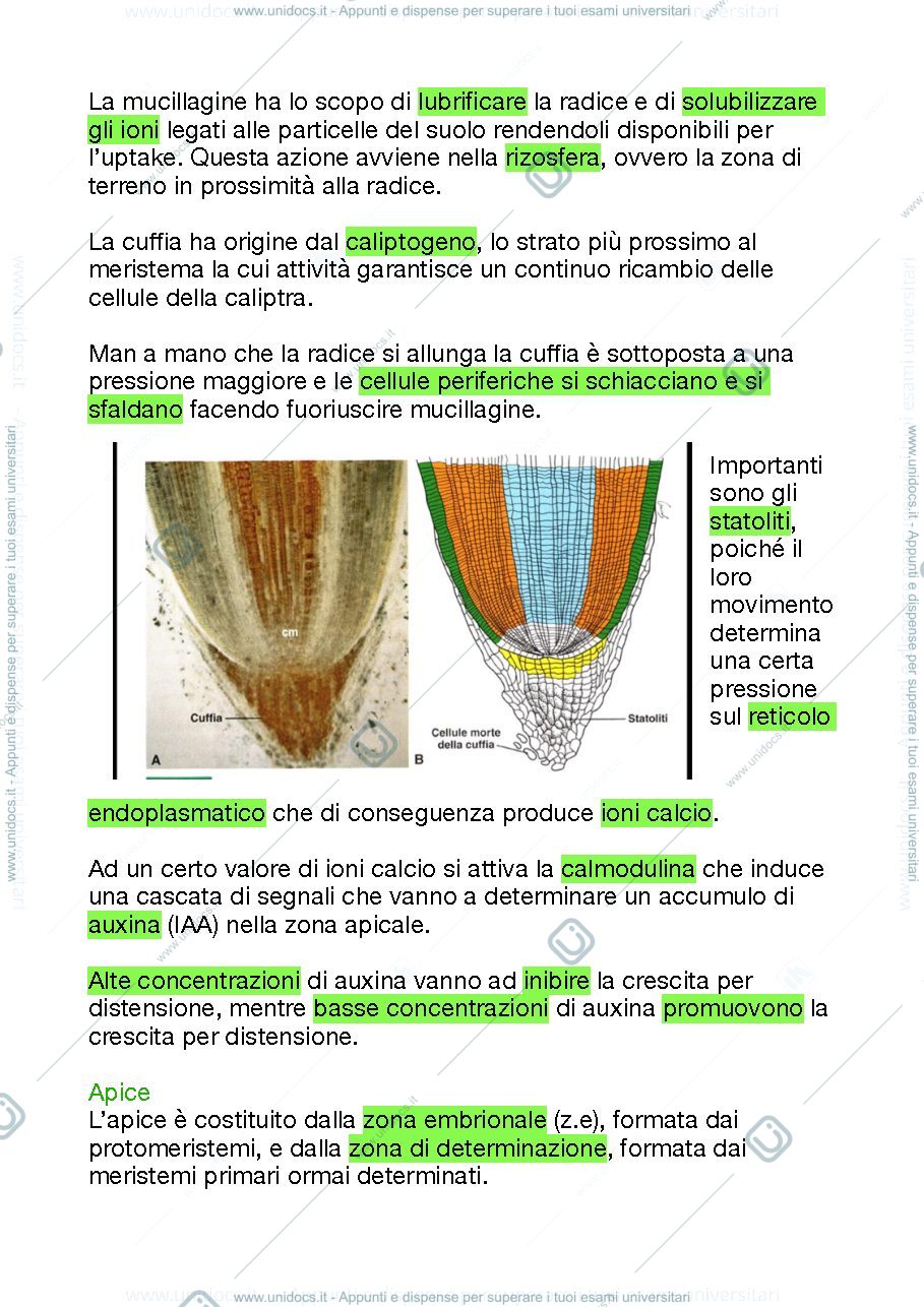 Anteprima pagina 2 — La radice