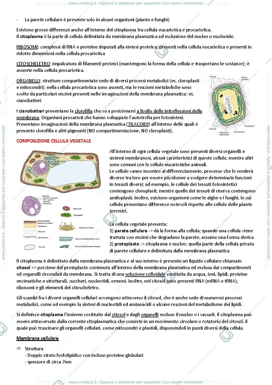 Anteprima pagina 4 — BOTANICA