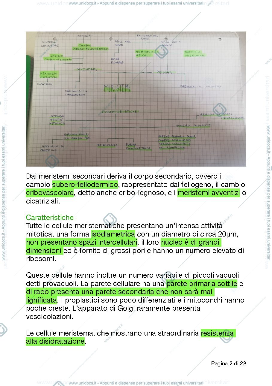 Anteprima pagina 2 — Tessuti vegetali