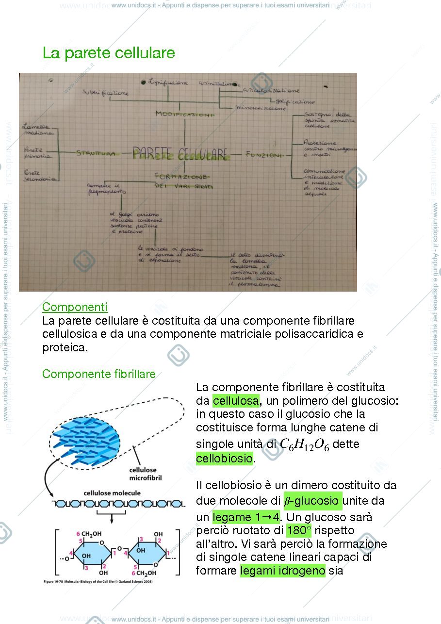 Anteprima pagina 1 — La parete cellulare