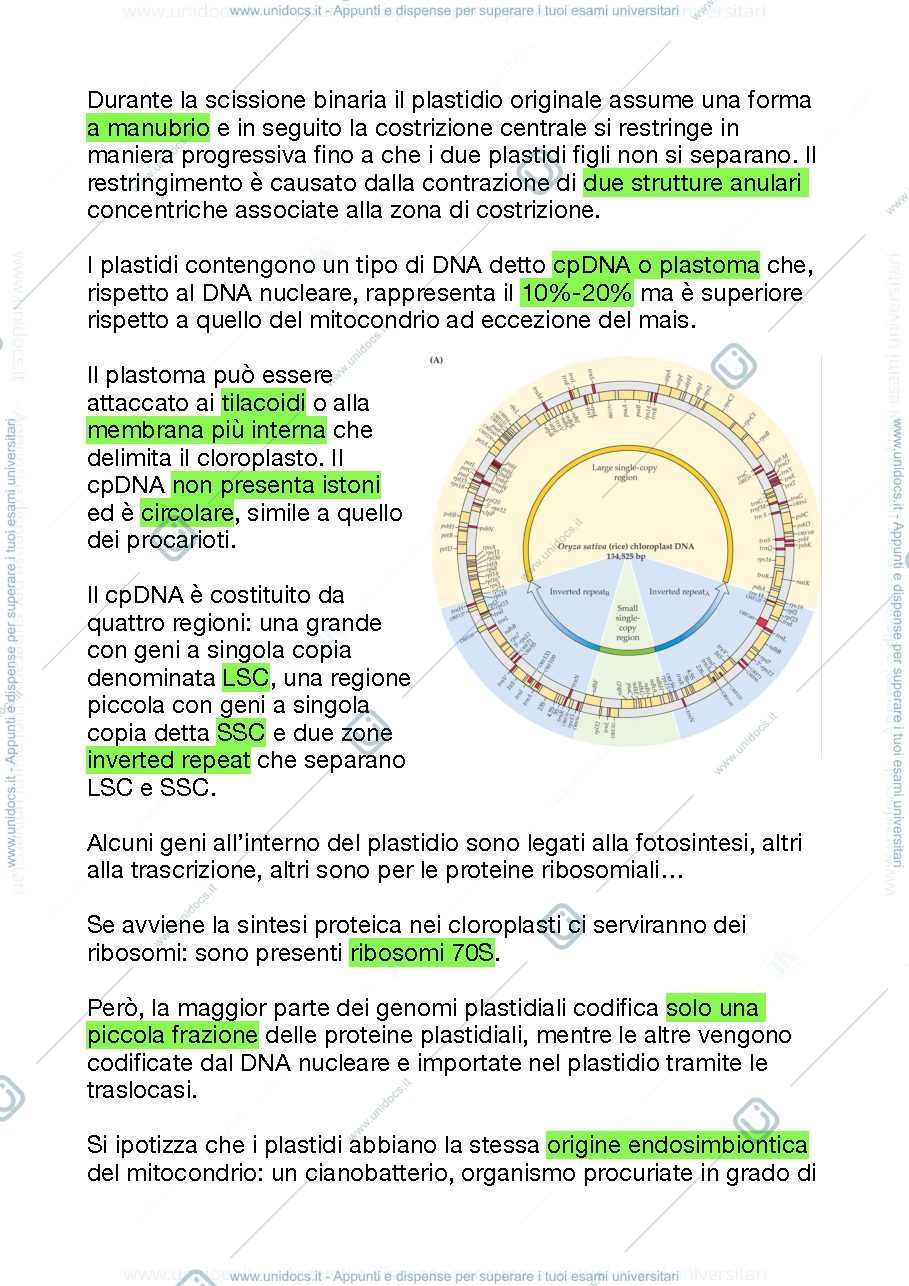 Anteprima pagina 2 — I plastidi