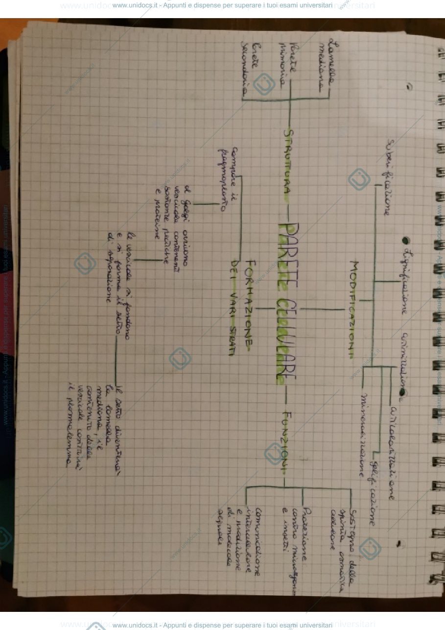 Anteprima pagina 1 — Mappe concettuali sulla parete cellulare 