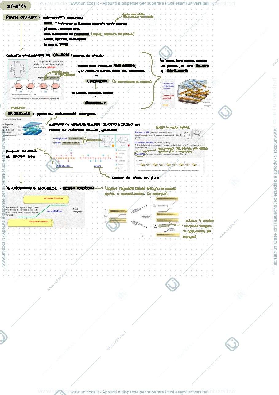 Anteprima pagina 3 — Botanica appunti lezione 