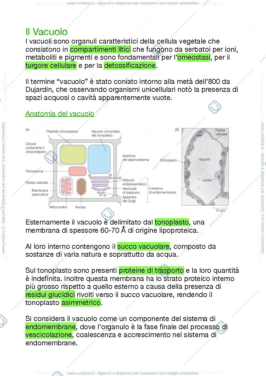 Anteprima pagina 1 — I Vacuoli