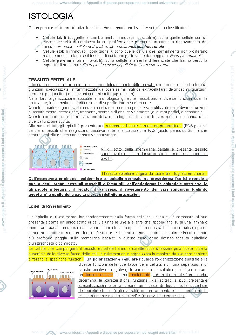 Anteprima pagina 1 — Pillole di istologia