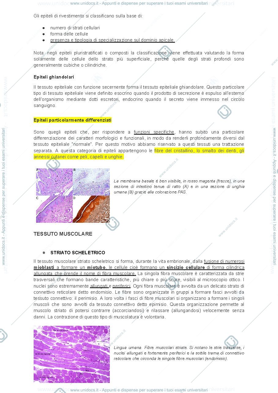 Anteprima pagina 2 — Pillole di istologia